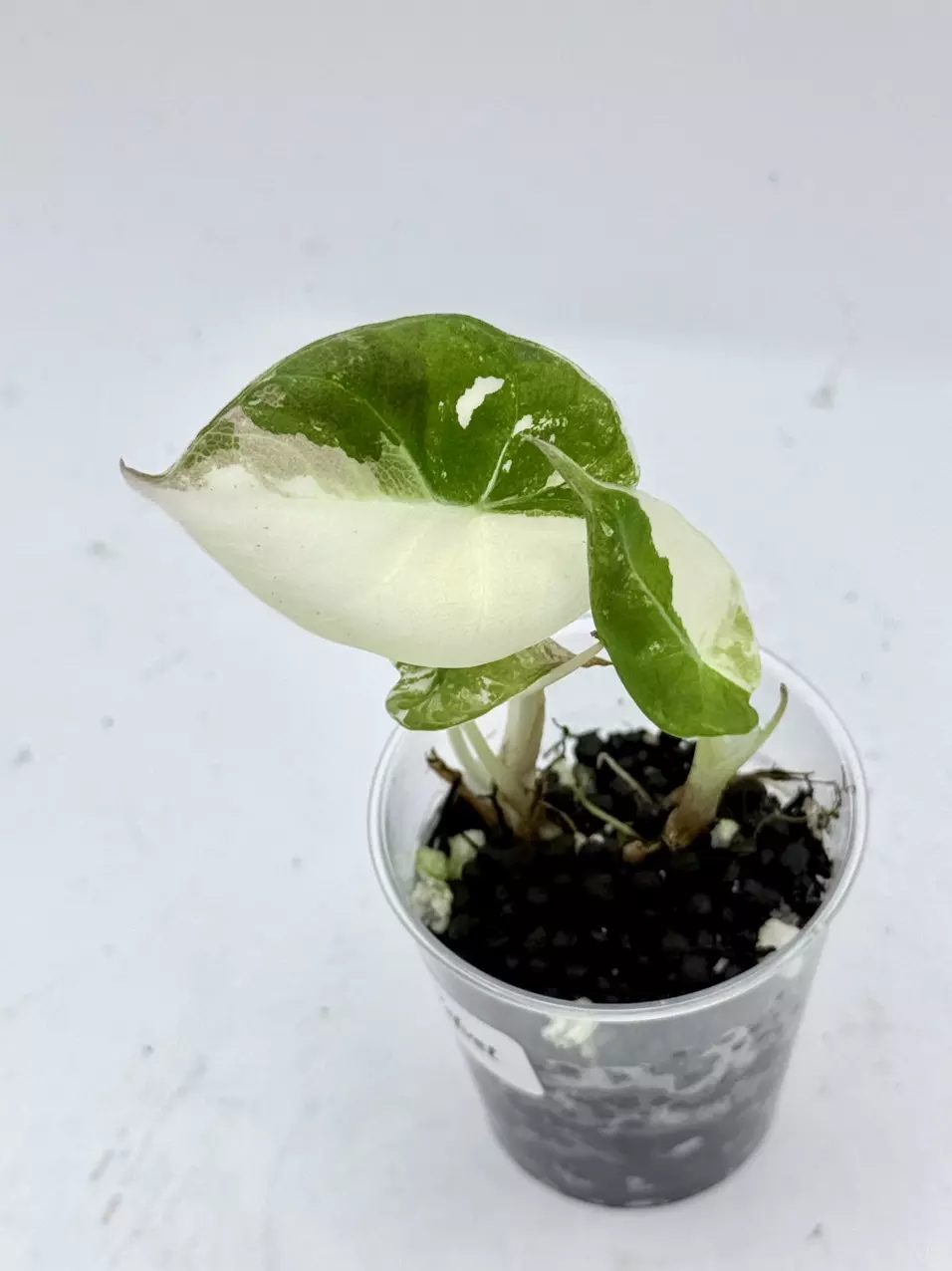 Alocasia Pink Black Velvet 2fer thumbnail