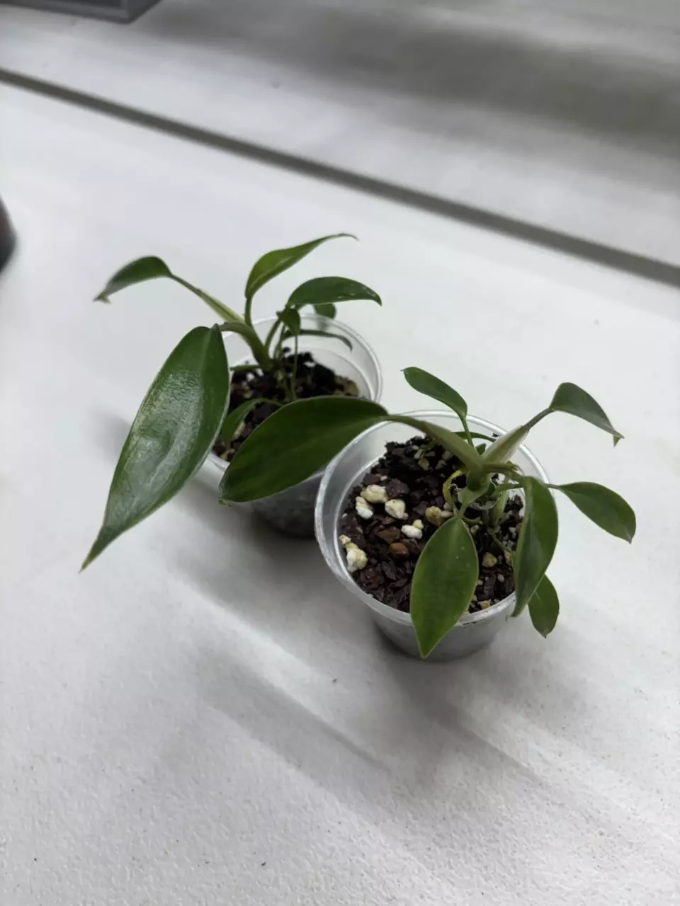 Philodendron Joepii thumbnail