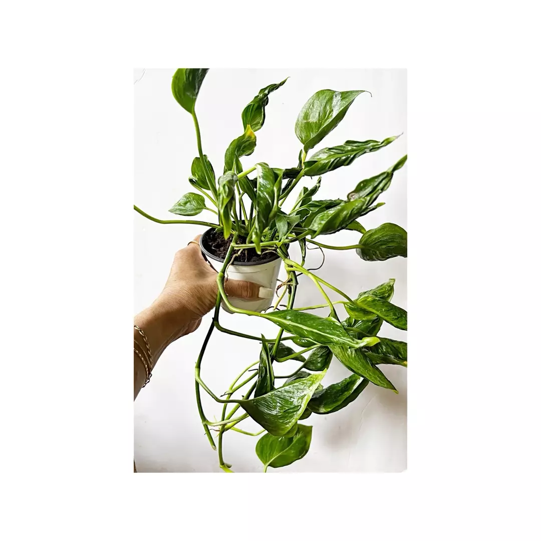 🎋Shangri La Pothos thumbnail