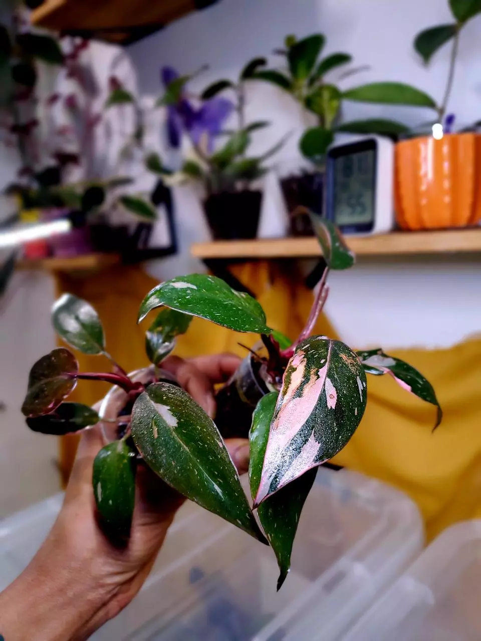 👑💗🌱 Pink Princess Philodendron ✨️ Rooted Starter Plants - GROWERS CHOICE‼️ thumbnail