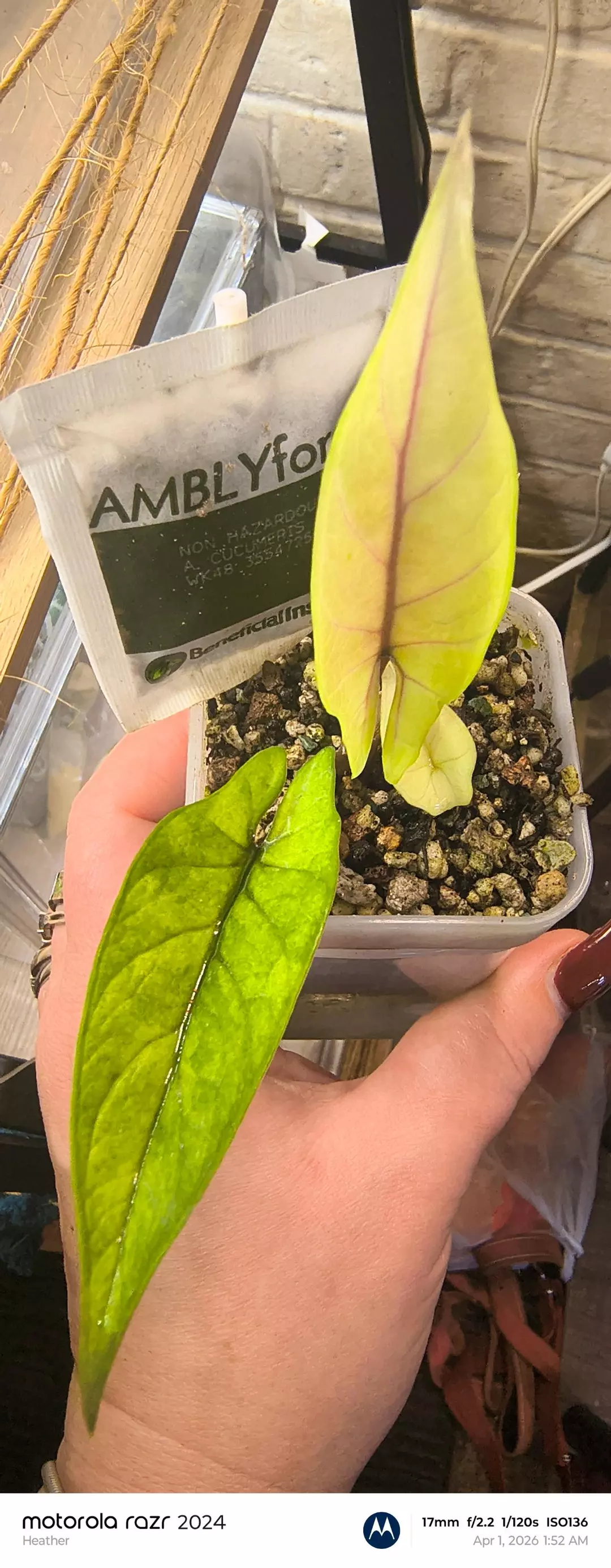 Super Albo mint pink vein scalp smaller medium size  chunky corms thumbnail