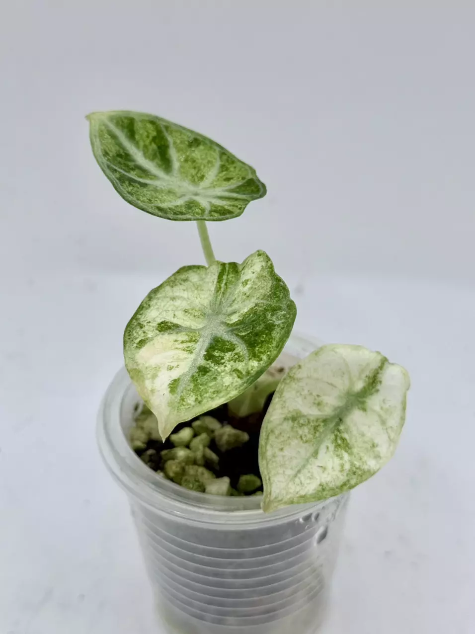 Alocasia Ninja Tricolor thumbnail