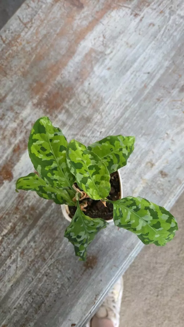 Aglonema pictum tri-color thumbnail