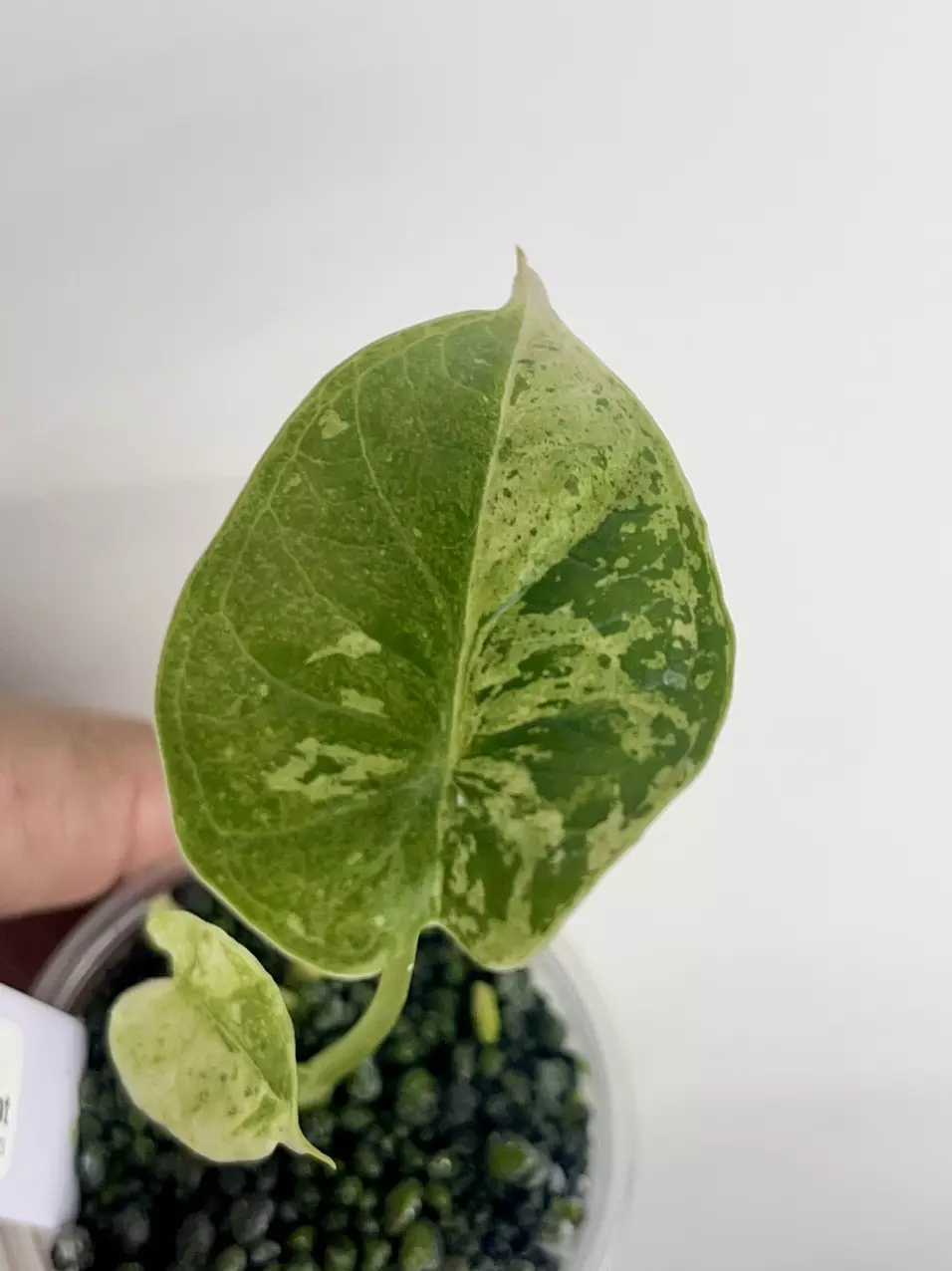#516-Alocasia Dragon Scale Mint thumbnail