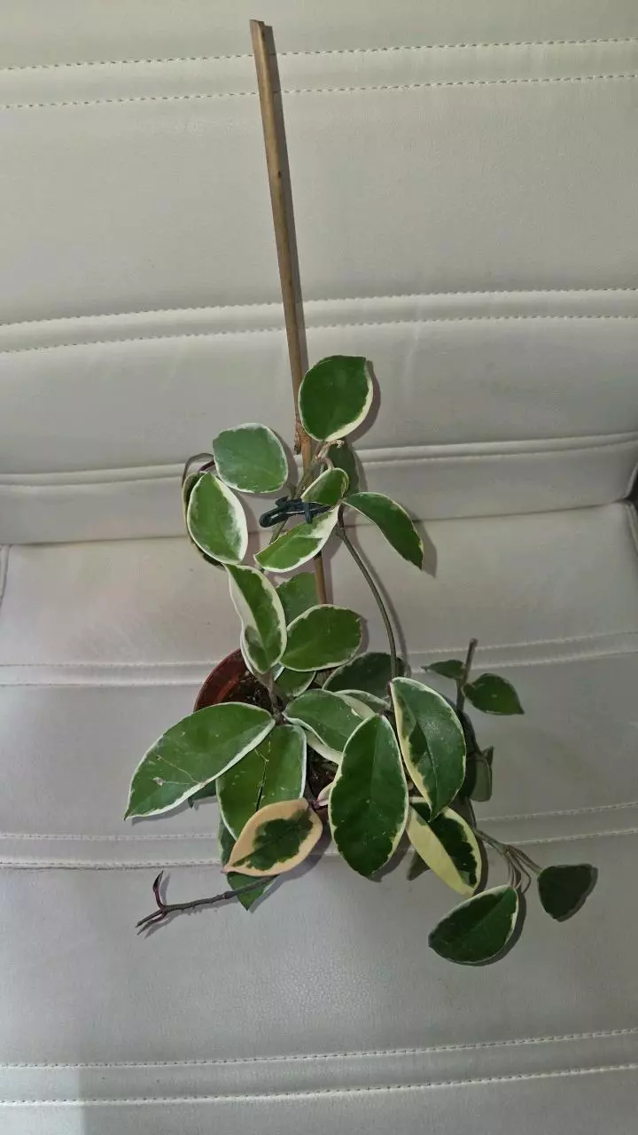 Hoya Crimson Queen thumbnail