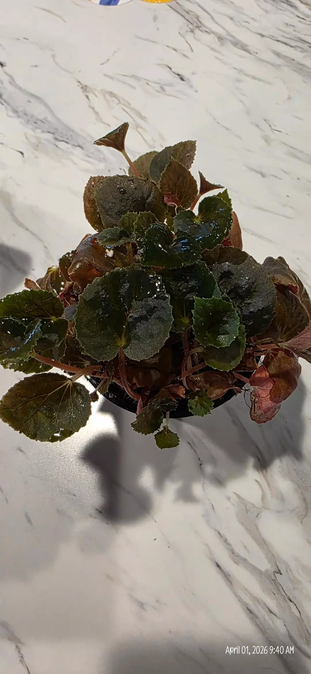 NoID TERRARIUM BEGONIA in 4 inch pot thumbnail