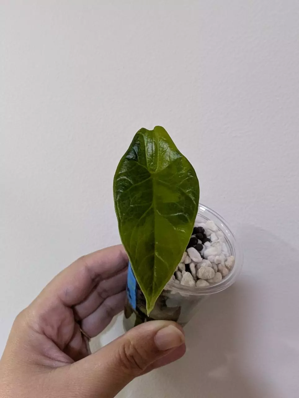 Alocasia scalprum aurea pup thumbnail