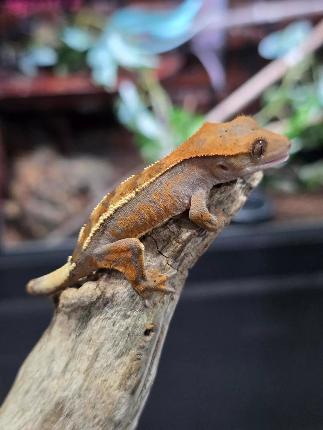 G7 Highway High Orange thumbnail