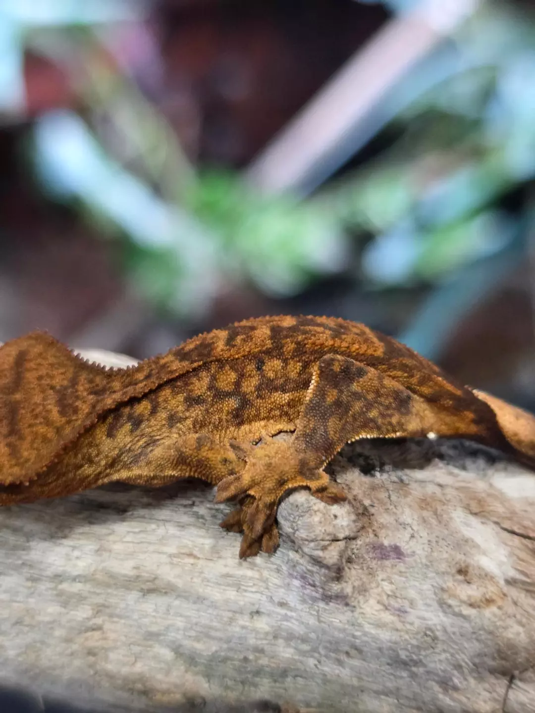 G17 INSANE Tiger thumbnail