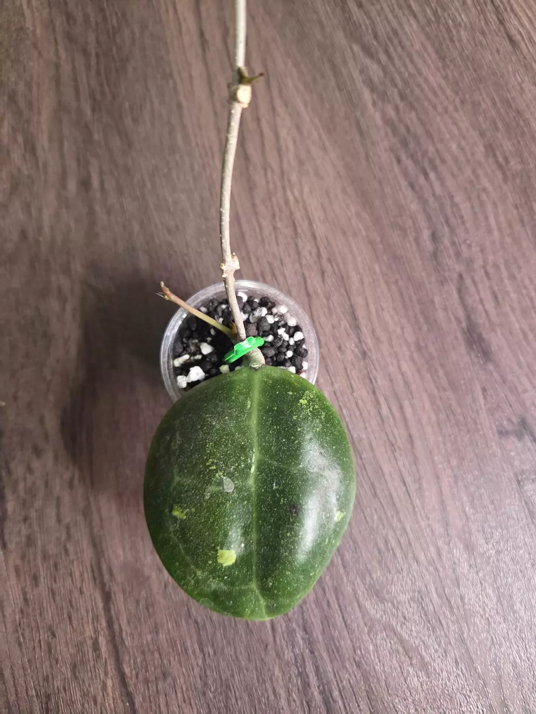 Hoya Dolichosparte (turtle) Example of how it sunstresses. (Not my pic) thumbnail