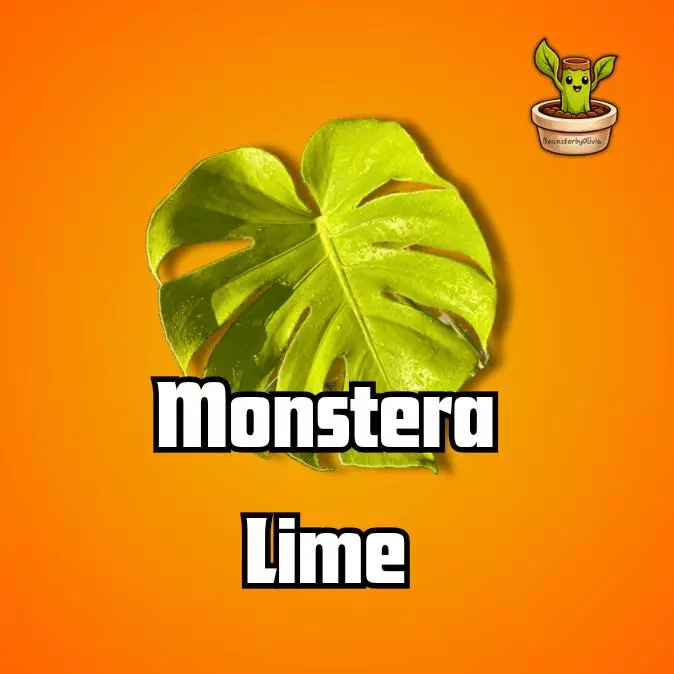 Monstera Lemon TC PRE-ORDER thumbnail