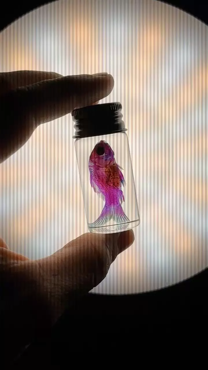 Ethically Sourced Diaphonized Fish Wet Specimen
Medium thumbnail