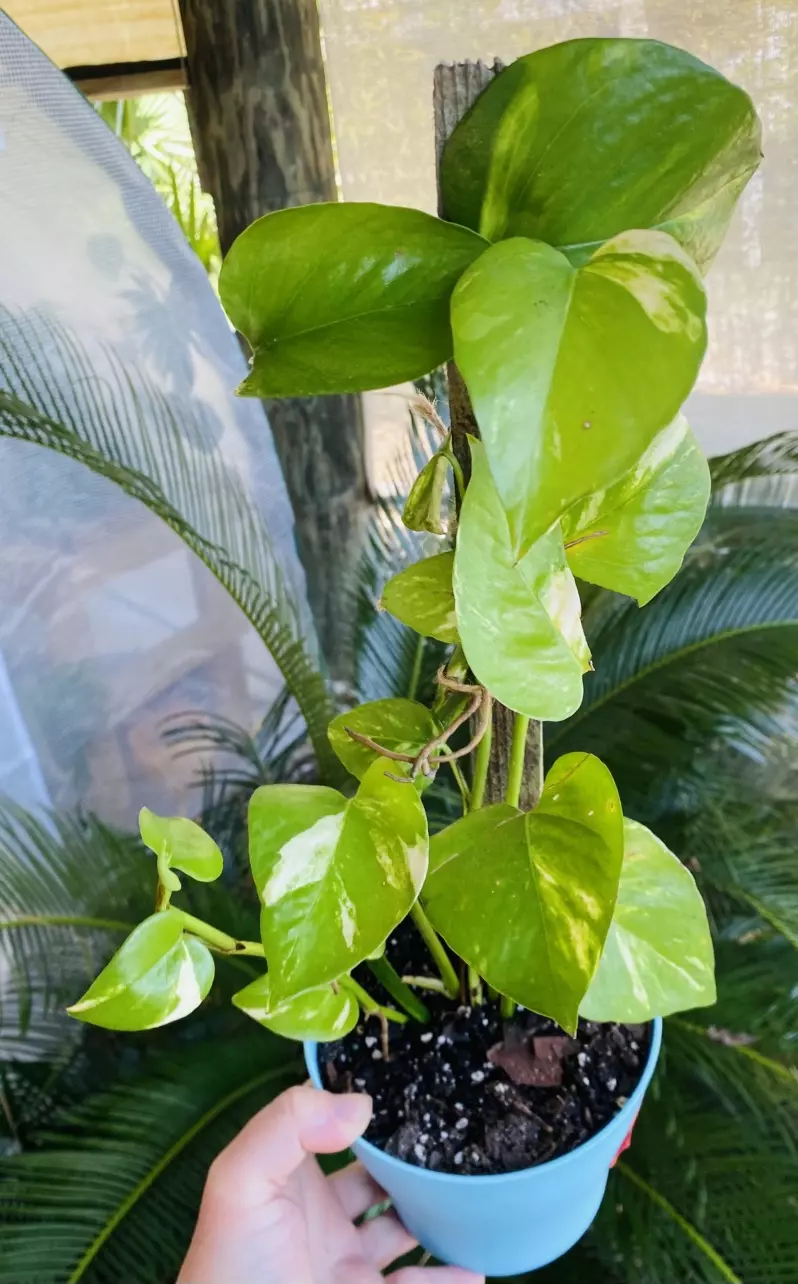 Golden Pothos Totem thumbnail