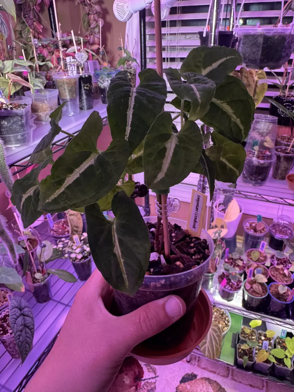 Syngonium  Wendlandii 508 thumbnail