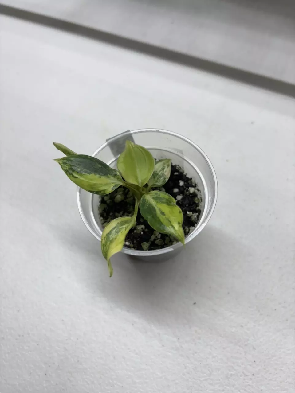 Type 2 Gloriosum thumbnail