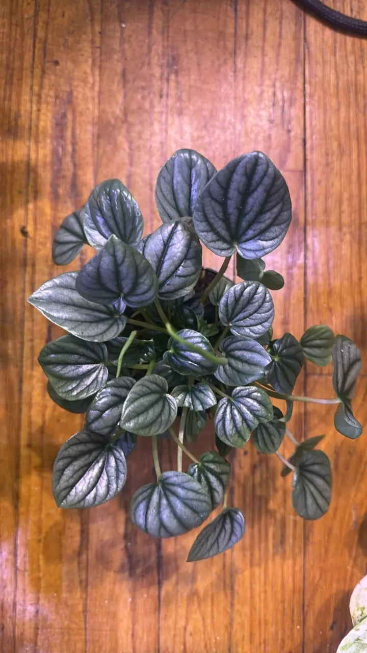 Pepperonia Green thumbnail