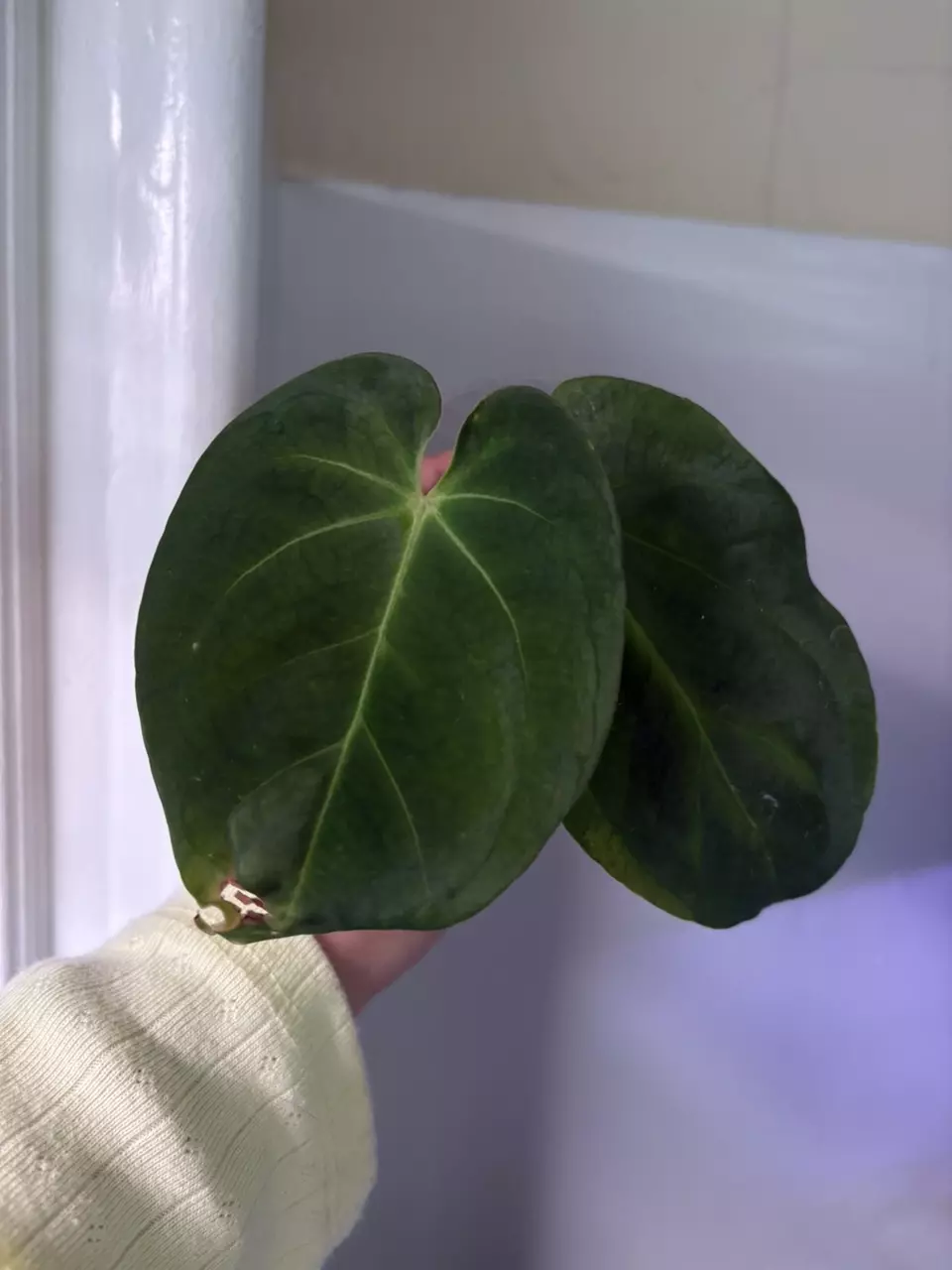 Hoffmanix X (FTGxRC) thumbnail