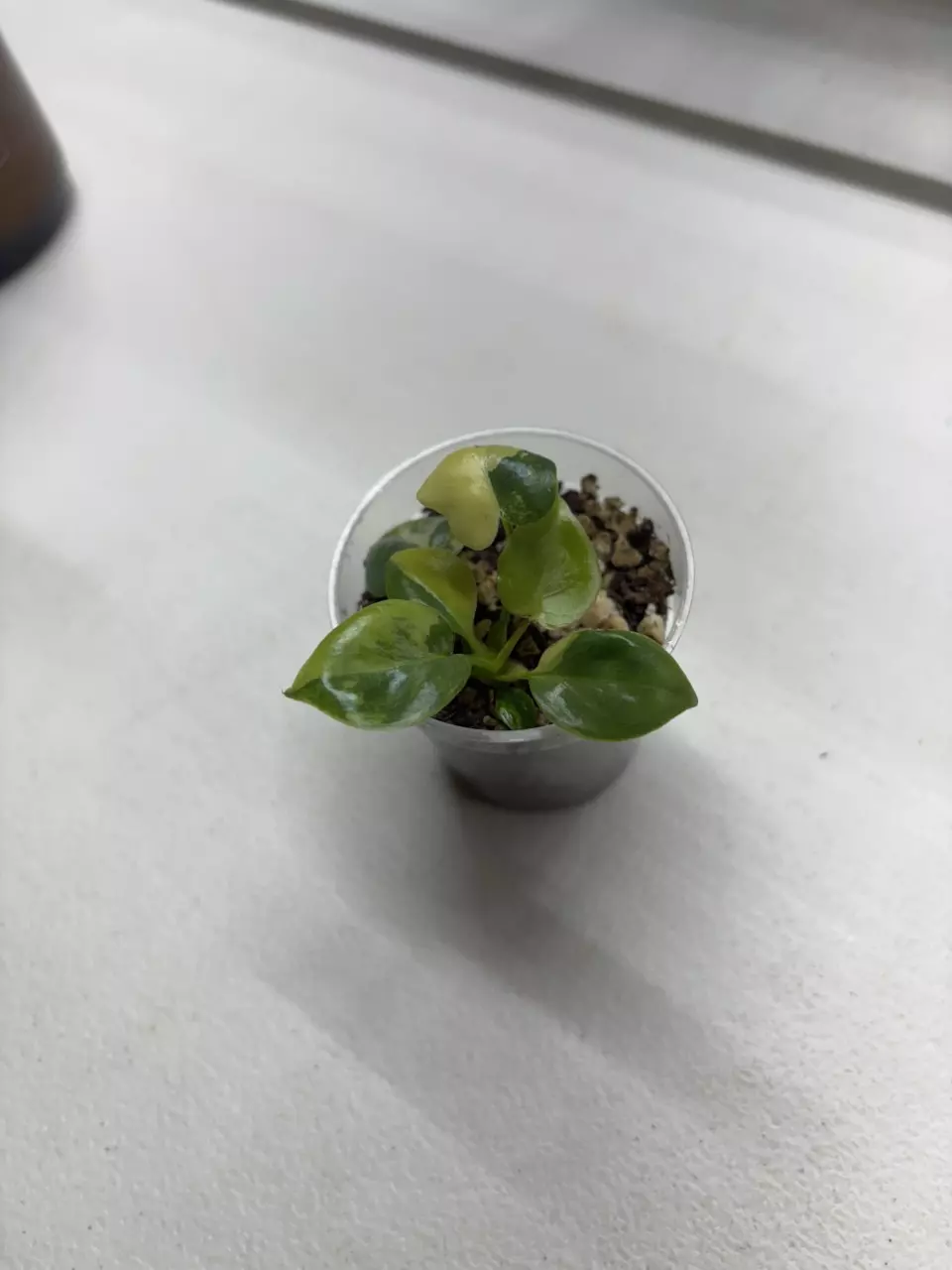Variegated Billietiae thumbnail