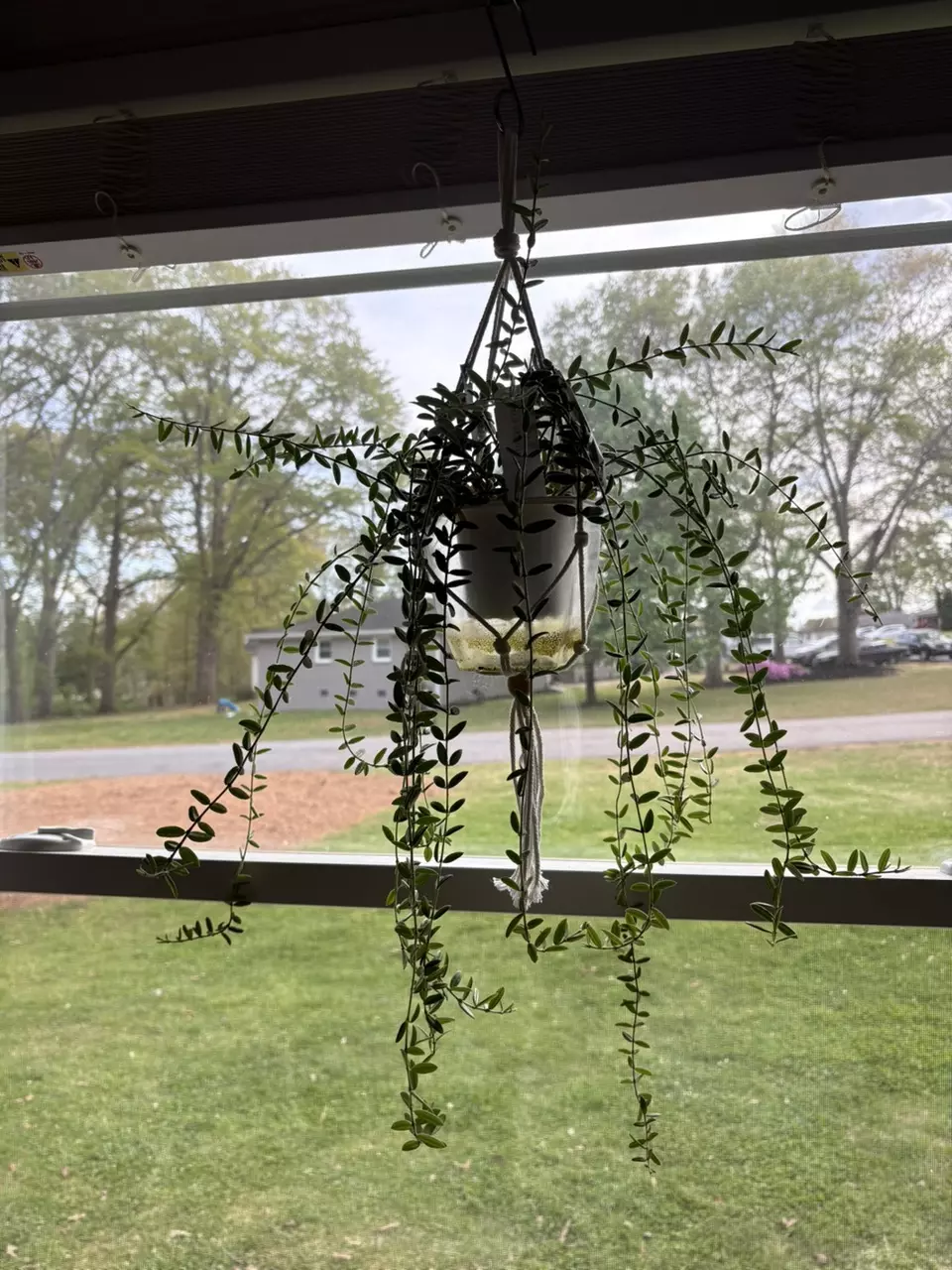 Hoya Engleriana Vietnam Mother Plant thumbnail