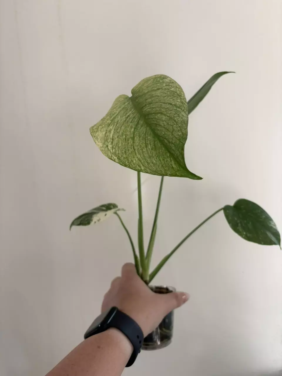 Monstera Mint thumbnail