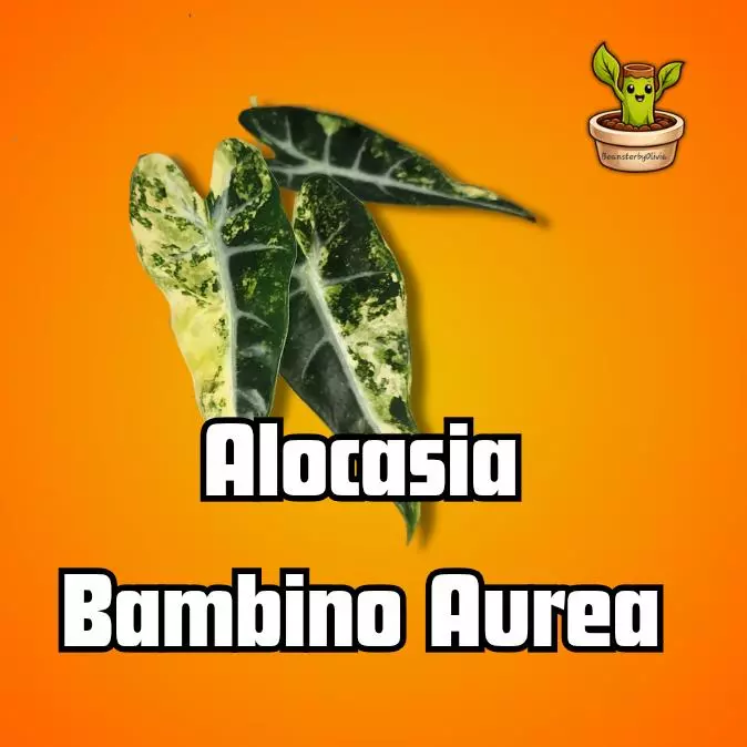 Alocasia Bambino Aurea TC PRE-ORDER thumbnail