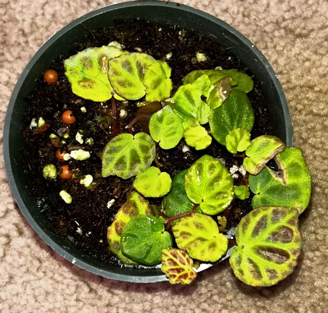 Begonia dracopelta x lichenora thumbnail