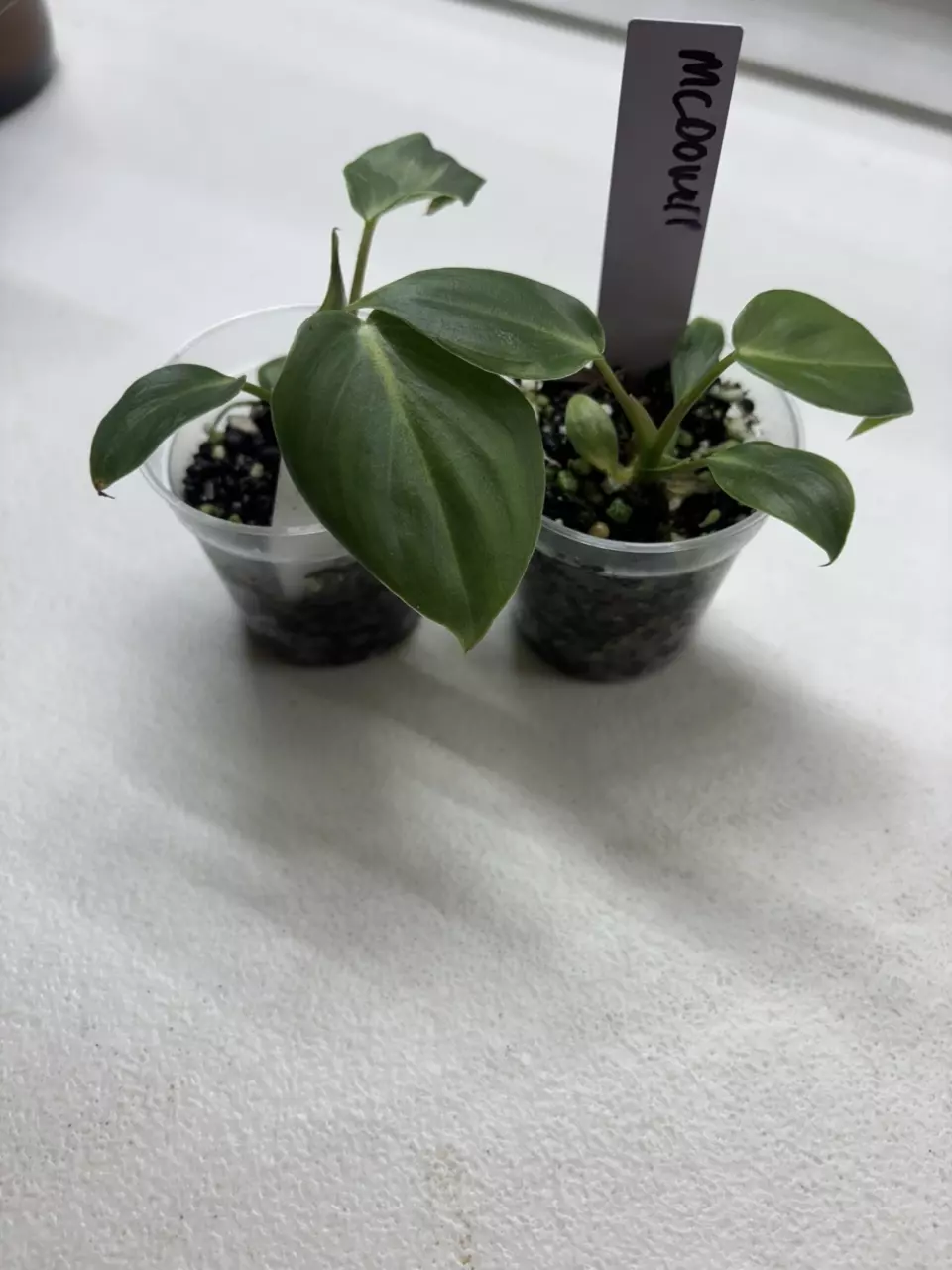 Philodendron McDowell thumbnail