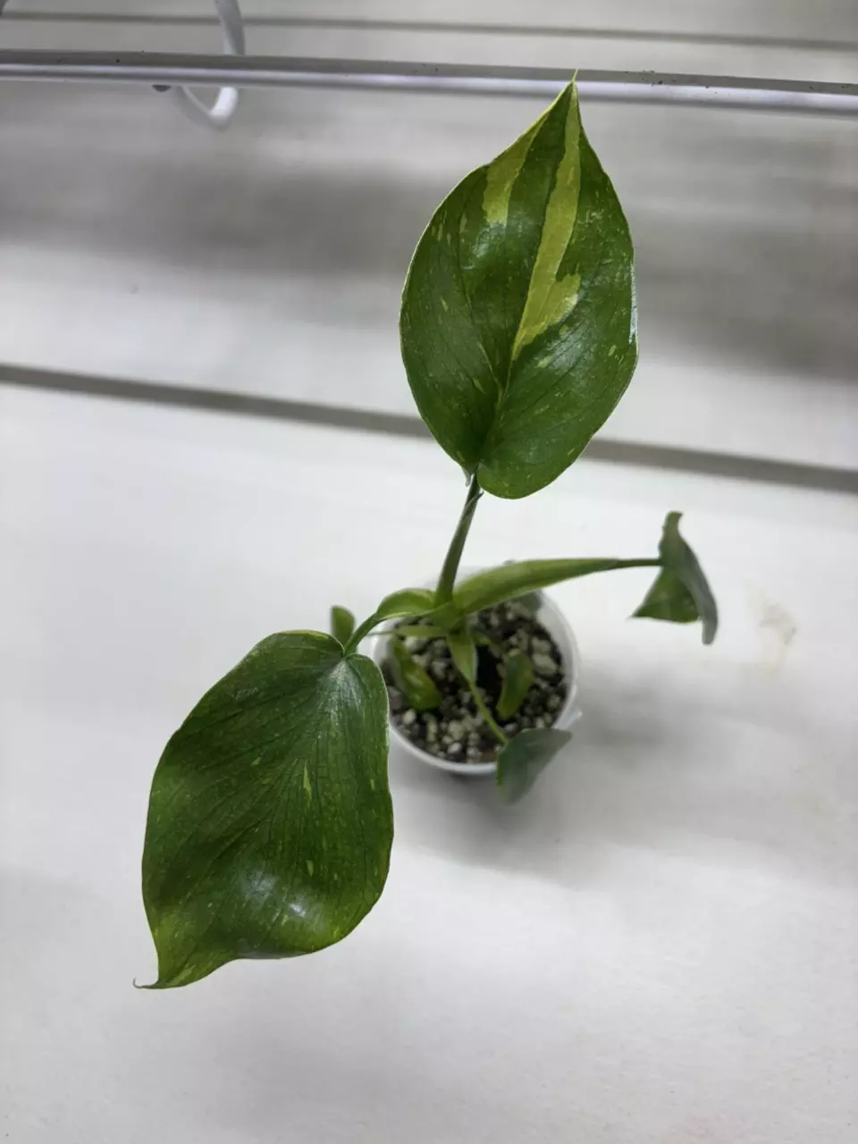 Warscewiczii Tricolor thumbnail