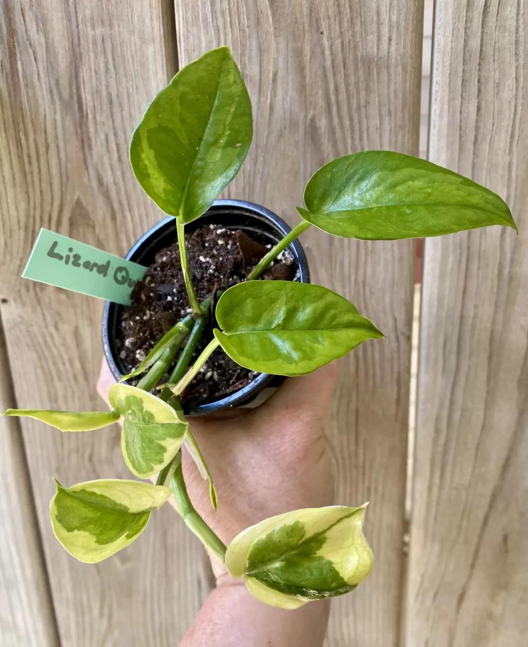 Lizard Queen Pothos thumbnail