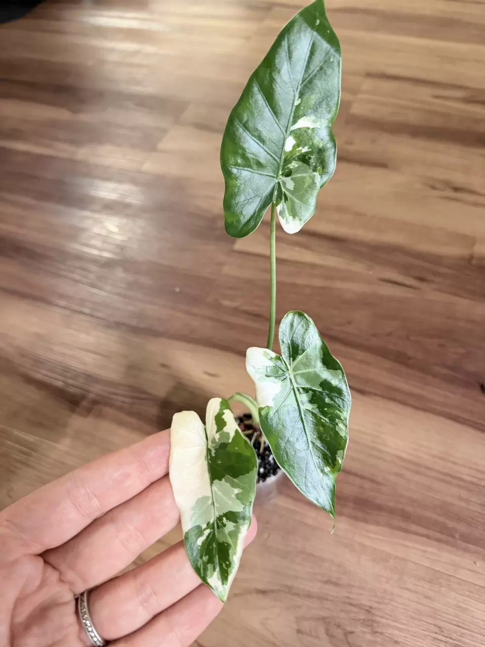 Alocasia Okinawa Silver thumbnail