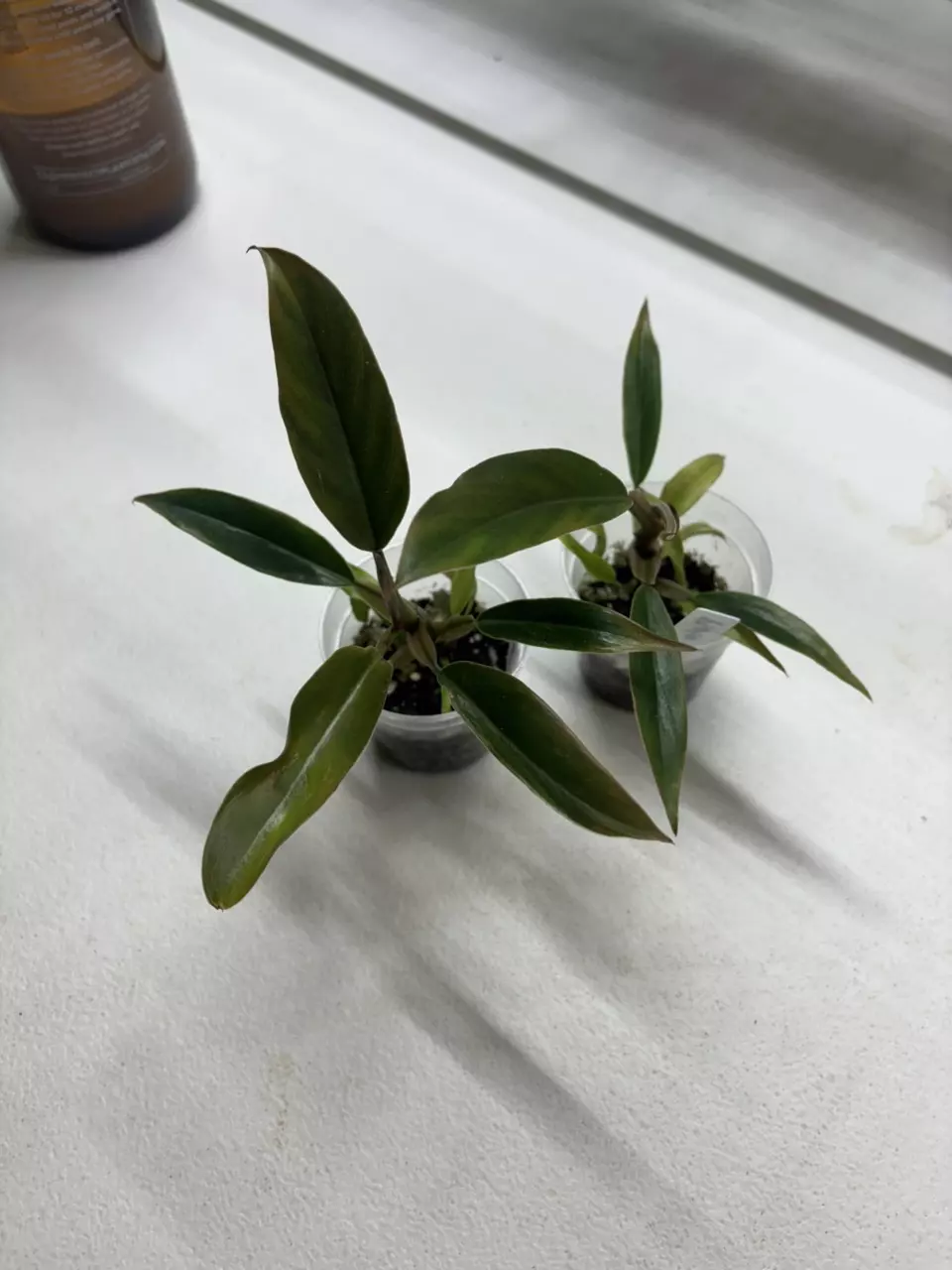 Philodendron Pluto thumbnail