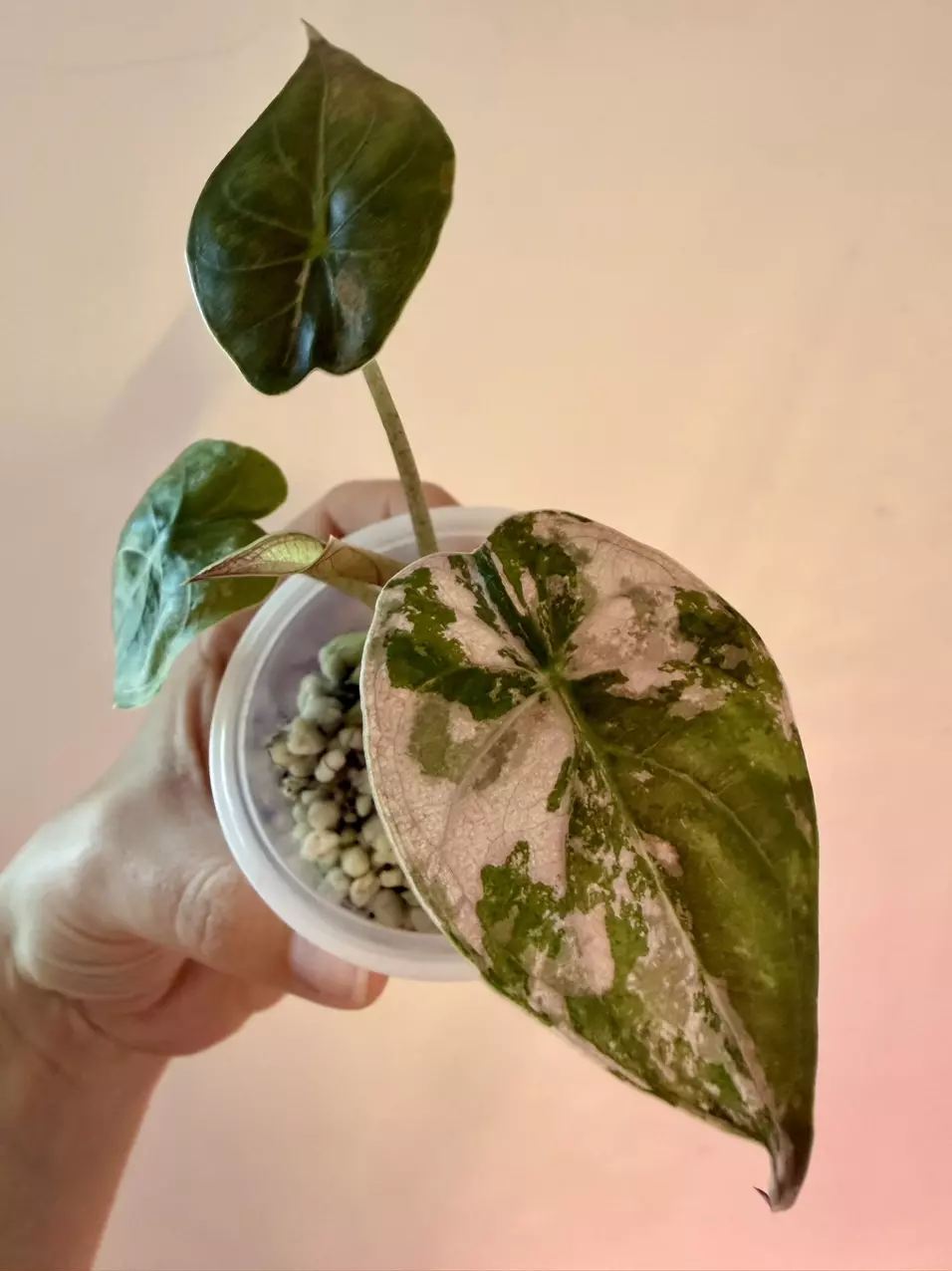 Alocasia Wentii Pink Albo Pup! 🩷🤍🩷 thumbnail