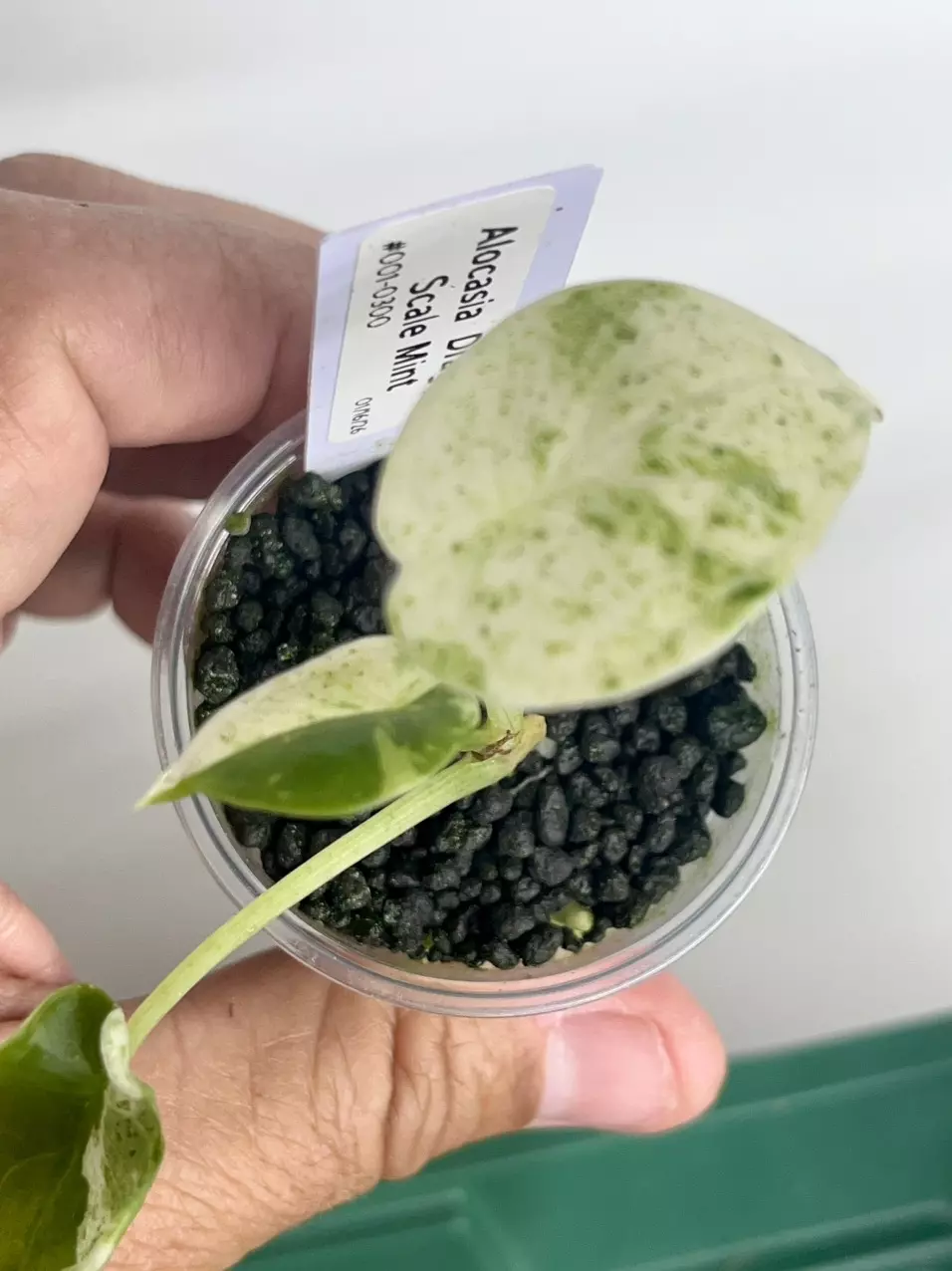 #001-Alocasia Dragon Scale Mint thumbnail