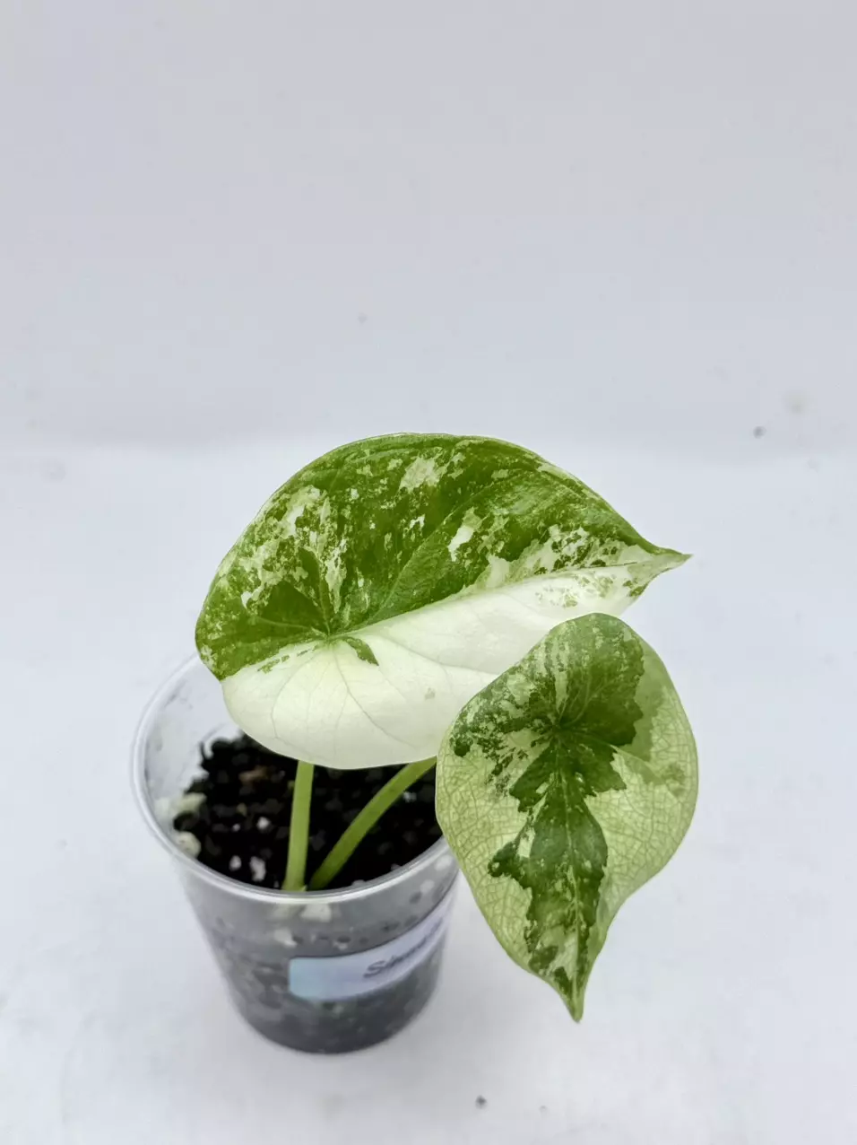 Alocasia Sinuata Albo High Var thumbnail