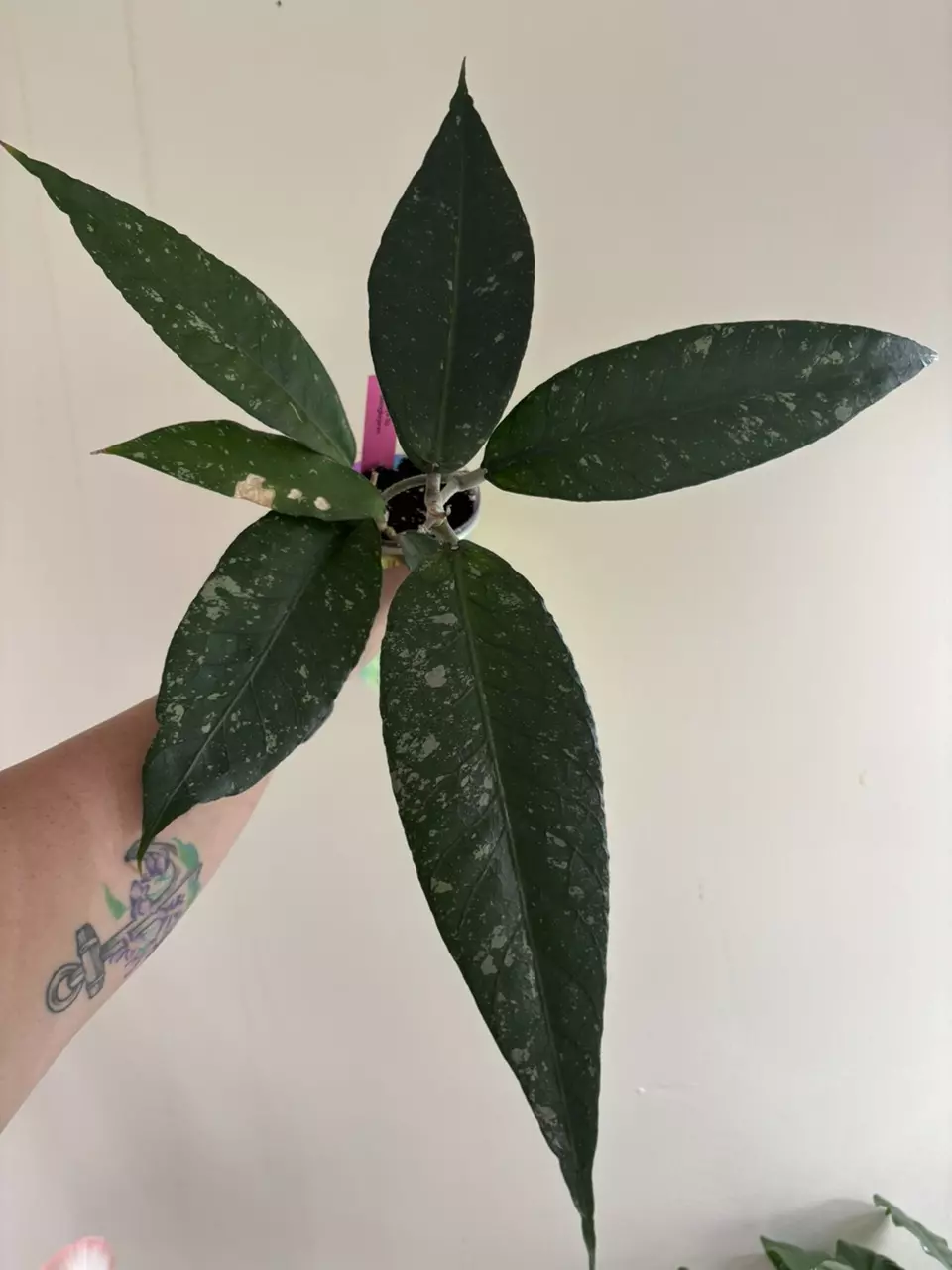 Hoya ACEH Blangkajeren thumbnail