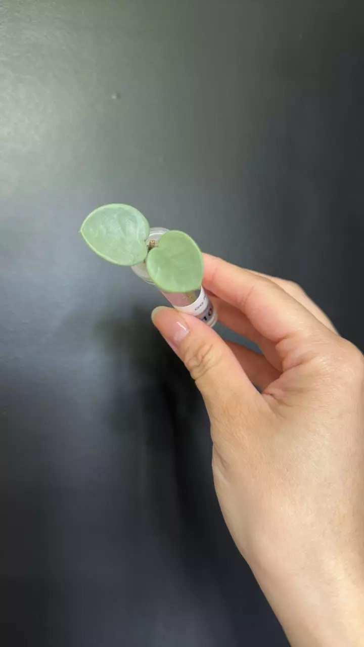 Hoya grey fairy 103 thumbnail