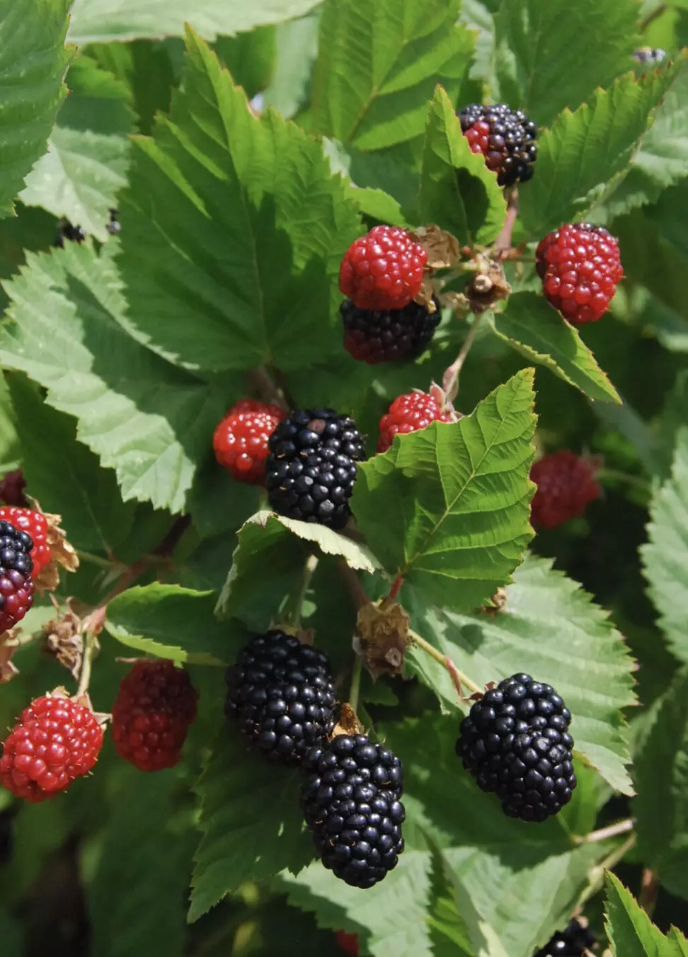 Rubus Blackberry Triple Crown starter plant growers choice thumbnail