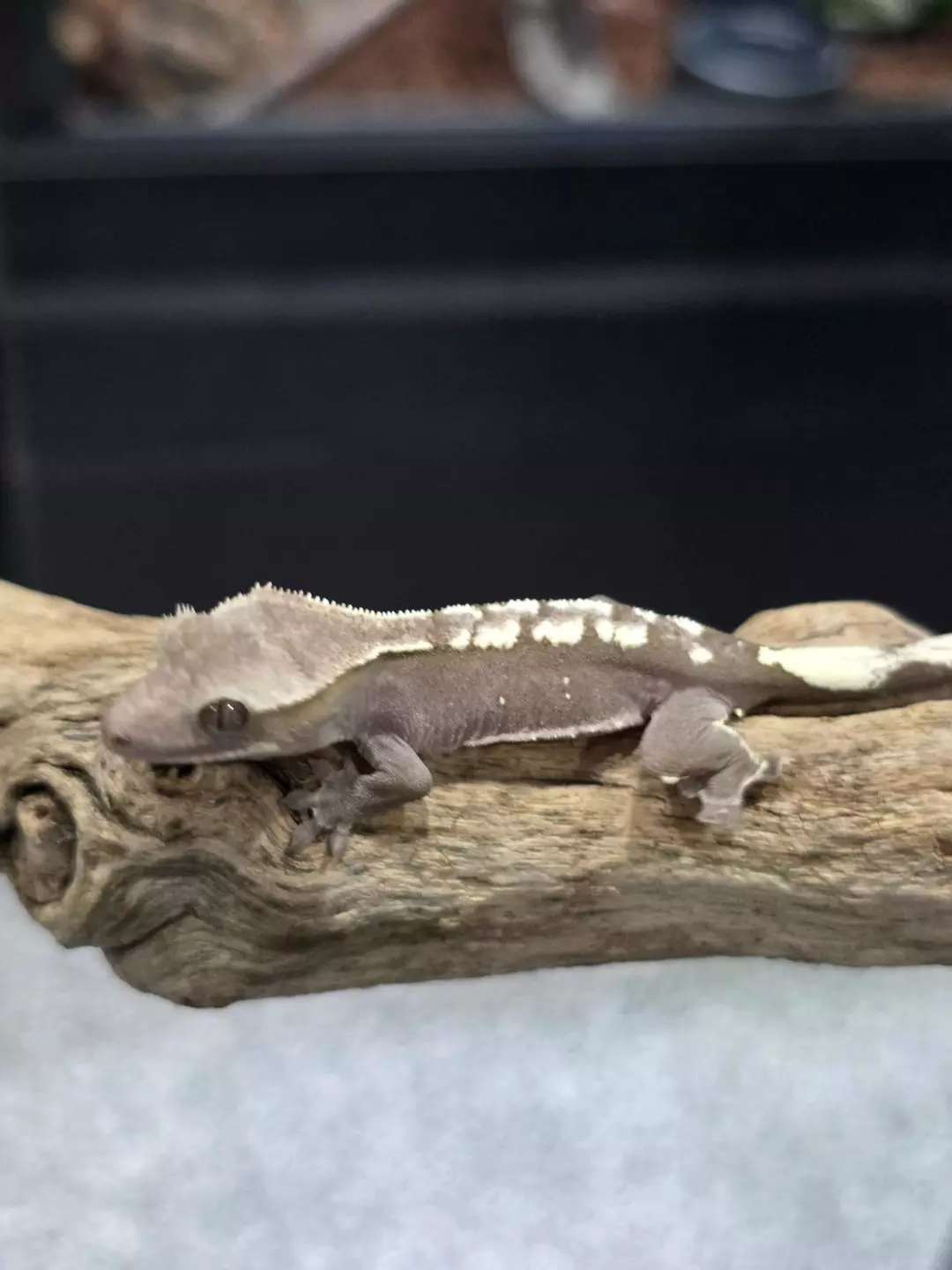 Hypo Axanthic Harlequin Pos het paradox thumbnail