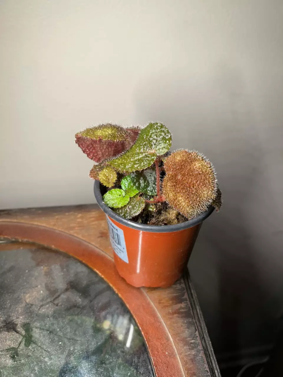 Begonia masoniana variegata thumbnail