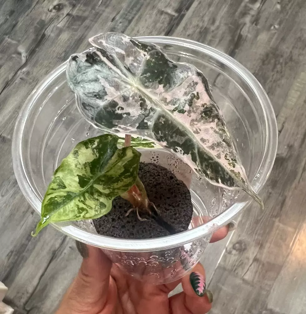 Alocasia Pink Polly Snow thumbnail