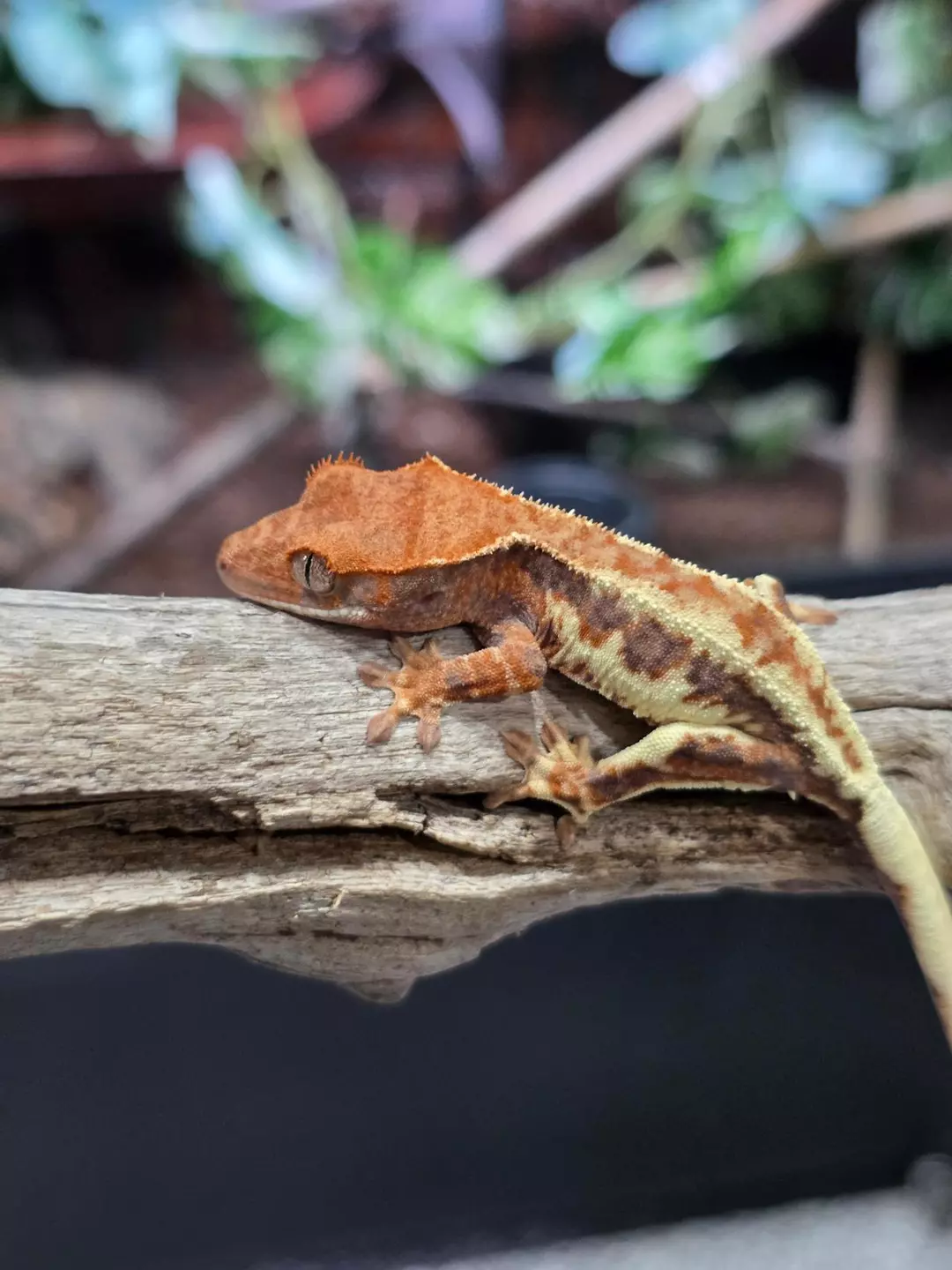 G12 Frappuccino Orange Tri Female thumbnail