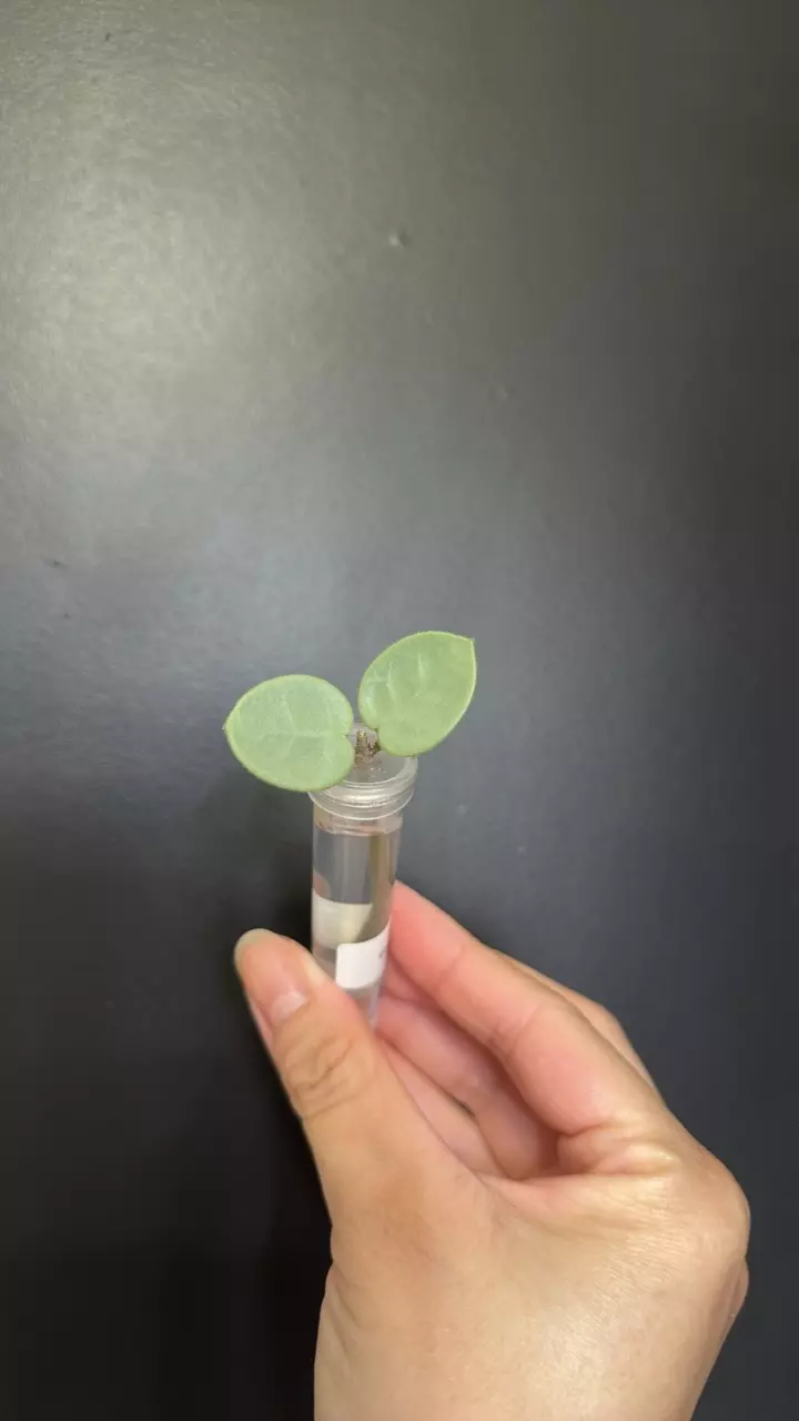 Hoya grey fairy 100 thumbnail