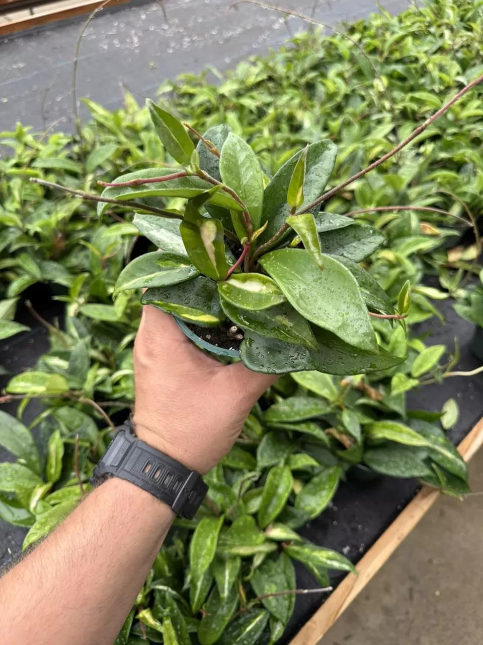 4” Hoya Carnosa Krimson Princess GC thumbnail