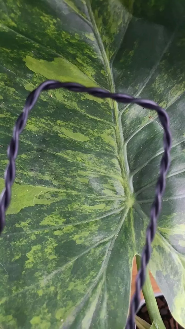 Medium 14G Double Twist Black Aluminum Plant Trellis (24" total length). thumbnail