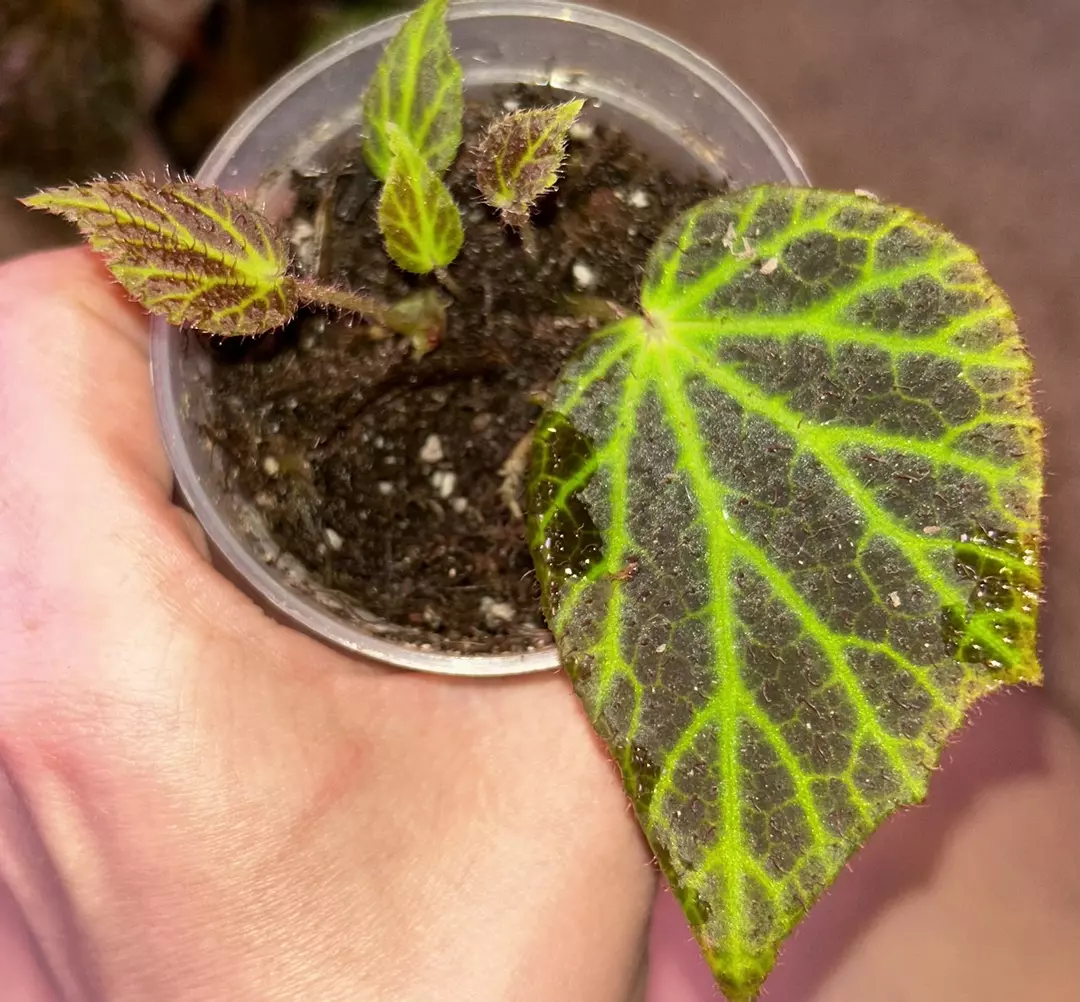 Begonia chloroneura starter plant thumbnail