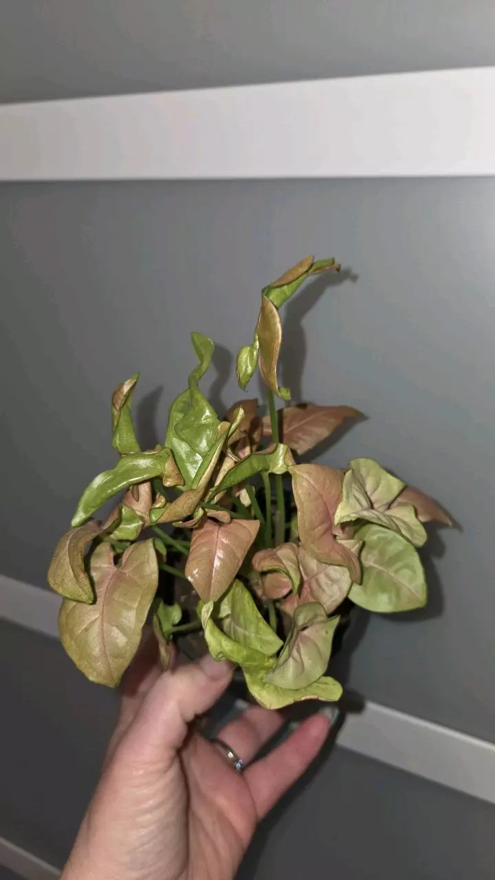 Sengonium Robusta thumbnail