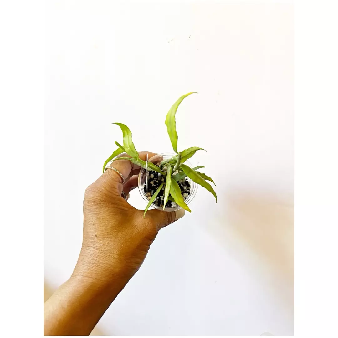 🔥Hoya Paxtonii *fresh cutting* thumbnail