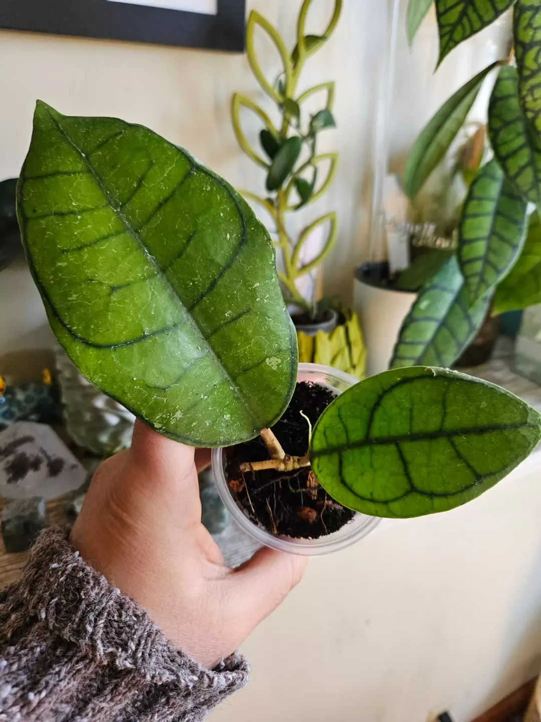 Callistophyla veinless thumbnail