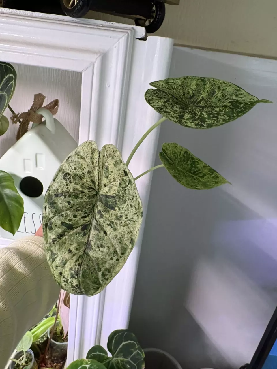 Alocasia dragón scale mint (2 plants in pot) thumbnail