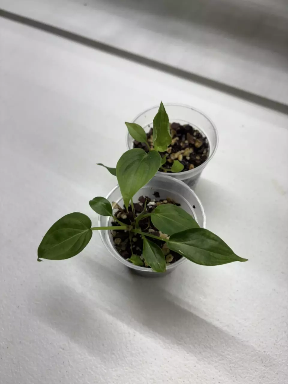 GOG Verrucosum Grower’s Choice thumbnail